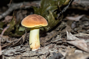 Mushroom Walk with Jessika Gauvin